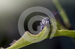 Black soldier fly on a leaf with scary face, taken in softly focus and blurred of dark background in dramatic light