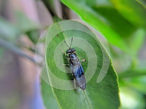 The Black Soldier Fly is an order of Diptera whose physical characteristics are similar to that of wasps