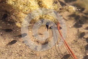 Black Southern Chorus Frog pollywog tadpoles Pseudacris nigrita