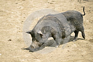 Black sow