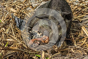 The black sow feeds four small newborn piglets. Shot of a polinesian village on a tiny corall atoll Fanning Atoll, Kiribati in