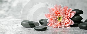 Black spa stones and pink flower on white marble background. beauty treatment concept. banner