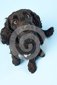 Black Spaniel Puppy In Studio