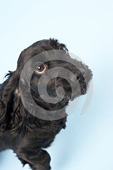 Black Spaniel Puppy In Studio