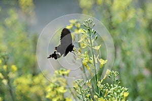 The black sphenoid butterfly is in the field