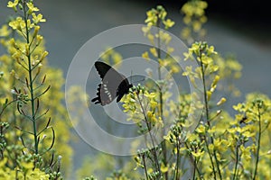 The black sphenoid butterfly is in the field