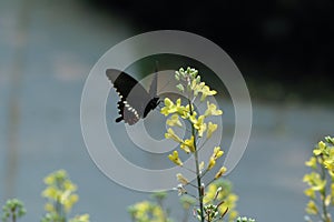 The black sphenoid butterfly is in the field