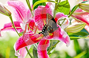 Black Spicebush Swallowtail Butterfly Visits a Stargazer Lily