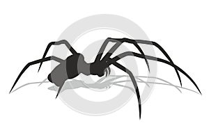 Black spider