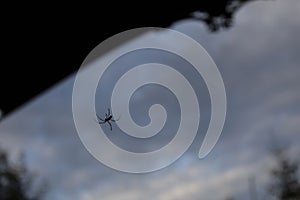 A black spider descends on a web