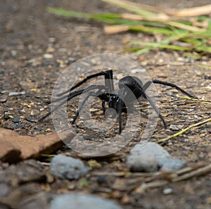 Black Spider On The Ground