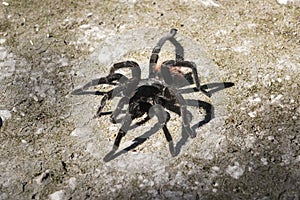 Black spider on the ground