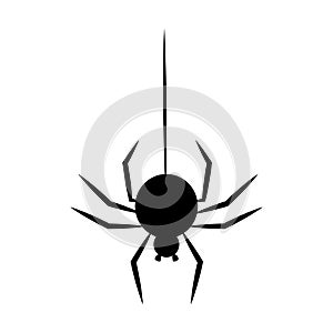 Black spider hanging on a thread. Halloween