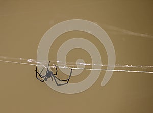 Black spider hanging to a spiderweb