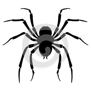 Black spider icon