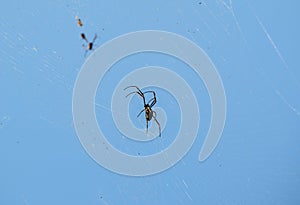 Black spider on its web with blue sky in the background.