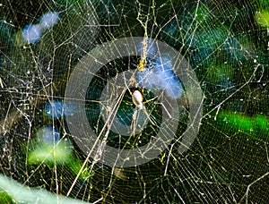 Black spider on its web in a tropical garden.