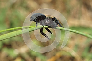 Black spider making the web from the side