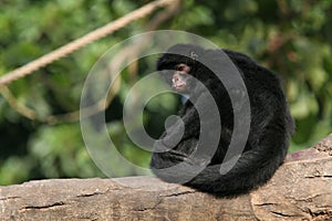 Black Spider Monkey