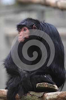 Black spider monkey
