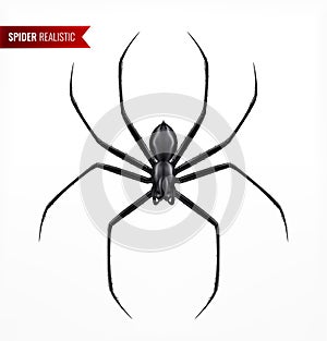 Black Spider Realistic Composition