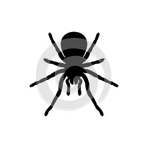 Black spider silhouette, close-up spider, scary big spider isolated on white, poisonous isect , arachnophobia background, spider