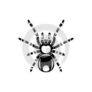 Black spider silhouette, close-up spider, scary big spider isolated on white, poisonous isect , arachnophobia background, spider