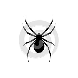 Black spider silhouette, close-up spider, scary big spider isolated on white, poisonous isect , arachnophobia background, spider