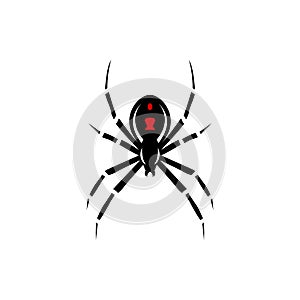 Black spider silhouette, close-up spider, scary big spider isolated on white, poisonous isect , arachnophobia background, spider