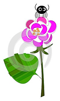 A black spider sitting on the floral disc of the rose plant vector or color illustration