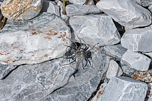 Black spider sitting on stones in the sun, Austria