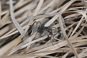 Black spider steed in dry grass