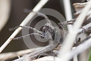 Black spider steed in dry grass