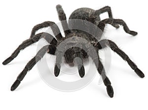 Black Spider. Tarantula- Grammostola Pulchra