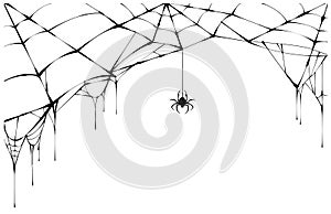 Black spider and torn web. Scary spiderweb of halloween symbol photo