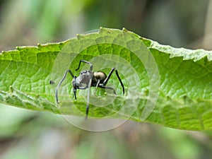 black spider on tree leaves