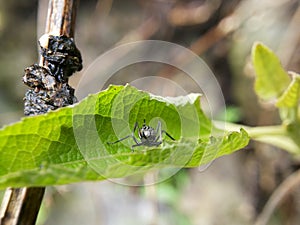 black spider on tree leaves