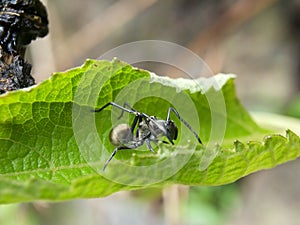 black spider on tree leaves