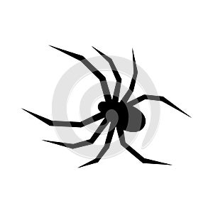 Black spider vector silhouette. Black widow. Flat vector illustration