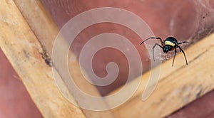 Black spider on web with copy space, front view