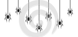 Black spiders hanging on a web. isolated on white background.