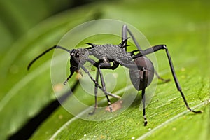Black Spiky Ant photo