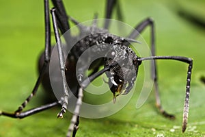 Black Spiky Ant close up