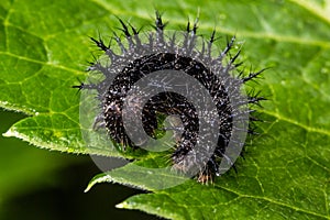 Black Spiky Caterpillar on Green Leaf