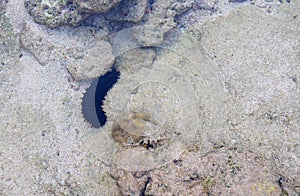 Black Spiky Sea Cucumber - Stichopus Chloronotus - among Corals under Sea Water - Marine Life - Andaman Nicobar Islands, India