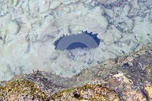 Black Spiky Sea Cucumber - Stichopus Chloronotus - among Corals under Sea Water - Marine Life - Andaman Nicobar Islands, India photo