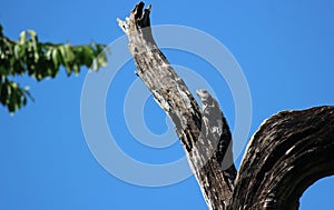 Black spinny-tailed iguana taking a sun bath on top of a dead tree