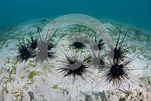 Black Spiny Sea Urchins Aggregate in Seagrass Meadow