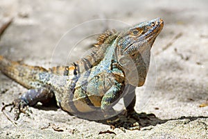 Black spiny-tailed Iguana photo