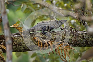 Black Spiny-tailed Iguana - Ctenosaura similis